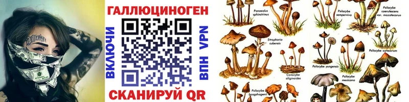 Галлюциногенные грибы Psilocybe  Батайск 